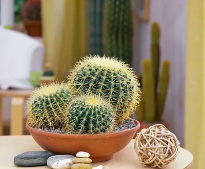 Echinocactus grusonii / … – Bild kaufen – 12222556 ❘ Gartenbildagentur Friedrich Strauss картинки