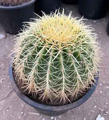 Echinocactus Grusonii Golden Barrel Cactus W10” | eBay картинки