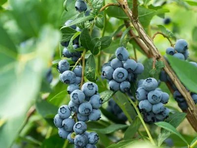 3 выносливых садовых кустарника Blueberry Fruit в горшке 9 см - высота 30 см | eBay картинки
