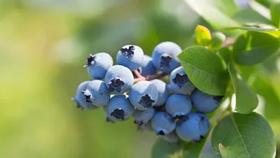 Уход за плодовыми деревьями и кустами: голубика - Блог Arbor Day картинки