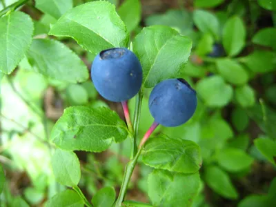 картинки : цветок, ягода, растение, Черника, черника, Damson, лист, производить, Брусника, Пища, фруктовое дерево, Prunus spinosa 3072x2304 - Tanya - 1422137 - красивые картинки - PxHere картинки