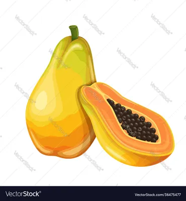 Плод папайи Лицензионное векторное изображение - VectorStock картинки