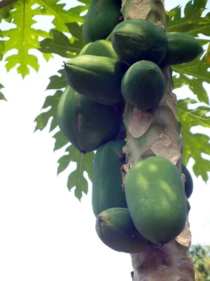 Бесплатное фото: Papaya Fruit Tree - Carica, Exotic, Fruit - Скачать бесплатно - Jooinn картинки