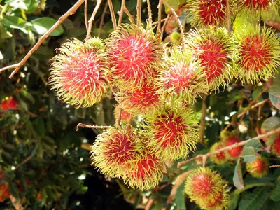 Бесплатное фото: Rambutan Fruit Tree - Asian, Tropical, Tree - Скачать бесплатно - Jooinn картинки