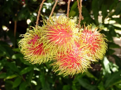 Бесплатное фото: Rambutan Fruit Tree - Asian, Tropical, Tree - Скачать бесплатно - Jooinn картинки