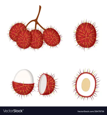 Целые фрукты рамбутана и половина роялти бесплатно векторное изображение картинки