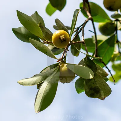 Купите цифровые загрузки и ряд печатных продуктов изображения Kotoray Photos - Fruit Tree Guava картинки