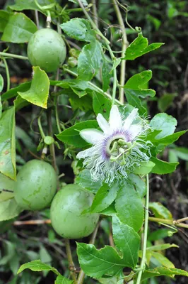 Файл:Маракуджа, Маракуйя, Плод желтой страсти — Passifloraceae — Passiflora edulis forma flavicarpa — 069.jpg — Wikimedia Commons картинки