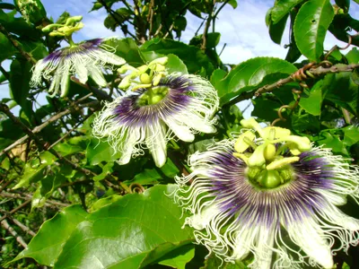 Файл:Passiflora edulis flavicarpa2450667926.jpg — Викисклад картинки