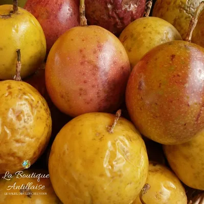 FRUIT DE LA PASSION MARACUDJA MARTINIQUE JEUNE PLANT | La Boutique Antillaise картинки