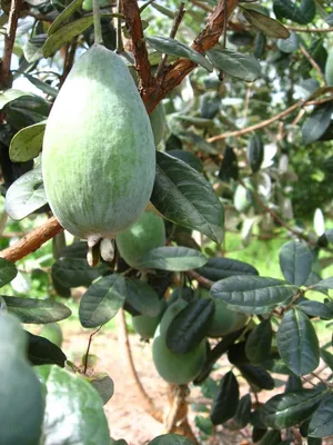 Блог Daleys Fruit Tree: Фейхоа - Feijoa Sellowiana картинки