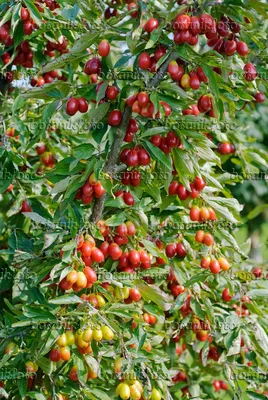 Картинка Кизил (Cornus mas 'Kasanlak') - 497375 - Изображения растений и садов - botanikfoto картинки