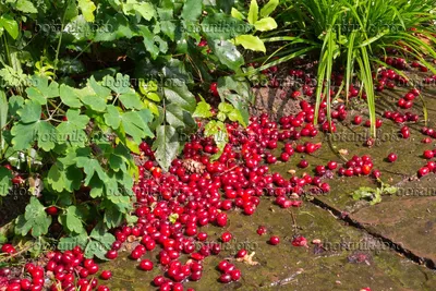 Картинка Кизил (Cornus mas) - 573061 - Изображения растений и садов - botanikfoto картинки
