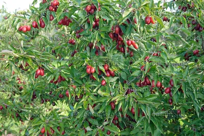 Картинка Кизил (Cornus mas 'Jolico') - 535339 - Изображения растений и садов - botanikfoto картинки