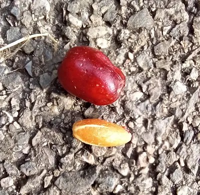 Майкл Певеретт: Кизил (Cornus mas) картинки