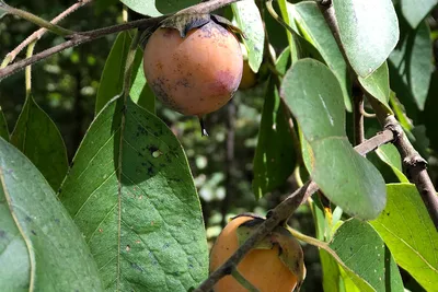 Американская хурма (Diospyros virginiana) — фруктовое дерево Whi — североамериканский белохвост картинки