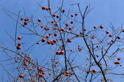 Фонд Oak Spring Garden - Божественный плод: американская хурма картинки