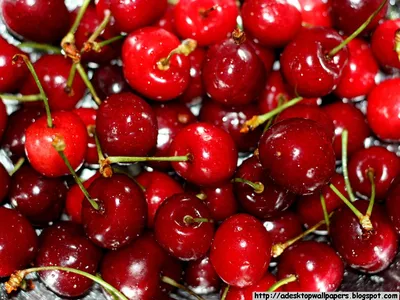 Скачать бесплатно Cherry Cherries Fruit Wallpapers Desktop Wallpapers PC Wallpapers Free [1025x768] for your Desktop, Mobile \ u0026 Tablet | Исследуйте 41+ вишневые обои | Cherry Blossom Background, Cherry Blossom Wallpaper, Cherry Blossom Backgrounds картинки