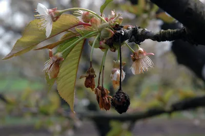 Вишня (Prunus spp.) - Бурая гниль Цветочная гниль и плодовая гниль | Справочники по борьбе с вредителями Тихоокеанского Северо-Запада картинки