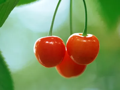 Cherries Wallpaper - Фрукты Обои (6333998) - Fanpop картинки