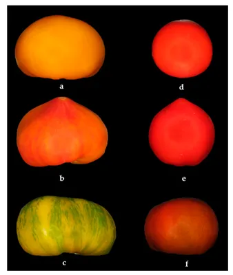 Сельское хозяйство | Бесплатный полнотекстовый | Взаимосвязь текстур на изображениях плодов томатов, полученных с помощью цифровой камеры, и содержании ликопина, определенном с помощью высокоэффективной жидкостной хроматографии картинки