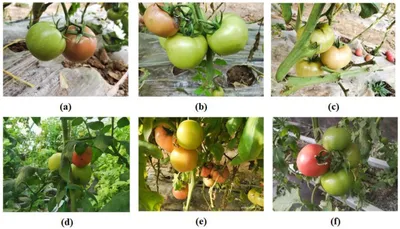 Агрономия | Бесплатный полнотекстовый | Классификация зрелости помидоров на основе сети SE-YOLOv3-MobileNetV1 в условиях естественной теплицы картинки