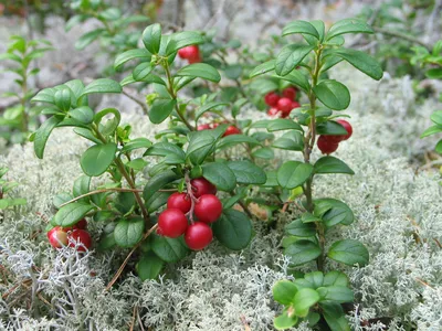 Vaccinium vitis-idaea - Википедия картинки