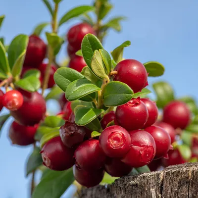 Кусты брусники на продажу | BrighterBlooms.com картинки