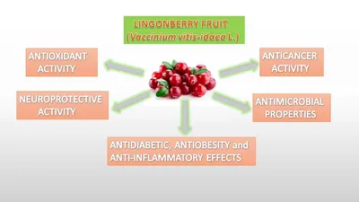 ИЖМС | Бесплатный полнотекстовый | Плоды брусники (Vaccinium vitis-idaea L.) как источник биоактивных соединений с оздоровительным эффектом — обзор картинки