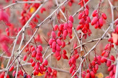 Барбарис обыкновенный (Berberis vulgaris) - 478090 - Фото растений и садов - botanikfoto картинки