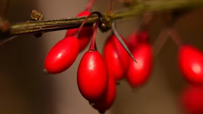 Барбарис: как использовать этот великолепный фрукт на кухне – журнал Recette картинки