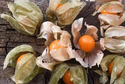 Physalis peruviana (Мыс Крыжовник) | Всемирный журнал садовников BBC картинки