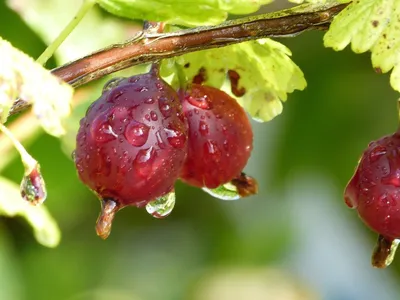 1 растение красного крыжовника /Uva Crispa 'Hinnonmaki Red' в горшке 2 л, готовое к плодоношению | eBay картинки