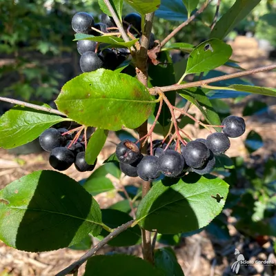 Aronia melanocarpa 'Viking' #3 (Черноплодная рябина) - Питомник Scioto Gardens картинки