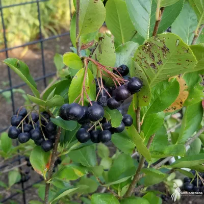 Aronia melanocarpa 'Viking' #3 (Черноплодная рябина) - Питомник Scioto Gardens картинки