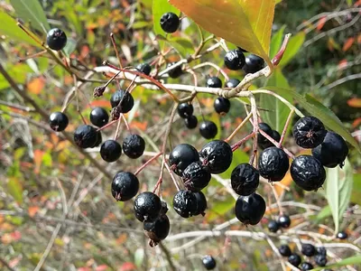 Aronia prunifolia - Арония черноплодная - Питомник Jurassicplants картинки