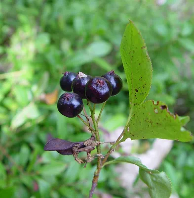 Aronia melanocarpa (арония черноплодная): Go Botany картинки