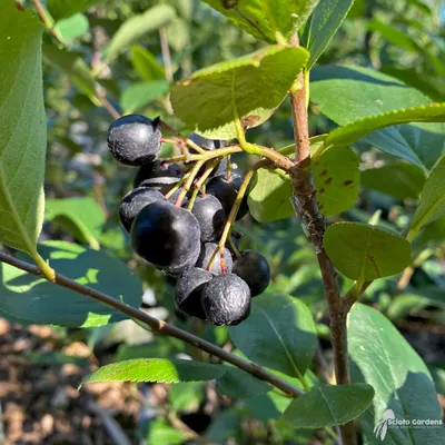 Aronia melanocarpa 'Viking' #3 (Черноплодная рябина) - Питомник Scioto Gardens картинки