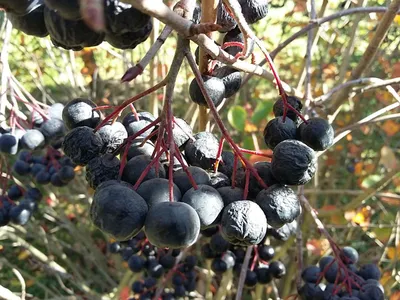 Aronia prunifolia - Арония черноплодная - Питомник Jurassicplants картинки