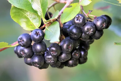 Черноплодная рябина, Aronia melanocarpa • Растения клубники картинки