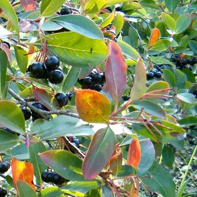 Черноплодная рябина викингов | Aronia melanocarpa 'Viking' | КАНАДА | Арония, Плодовые кустарники, Арония картинки