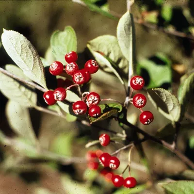 Aronia arbutifolia Brilliantissima | Ферма белых цветов картинки