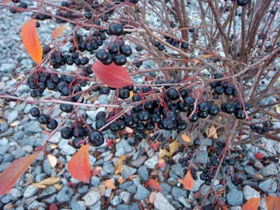 Aronia melanocarpa (арония черноплодная, арония черноплодная) | Набор инструментов для садовых растений Северной Каролины картинки