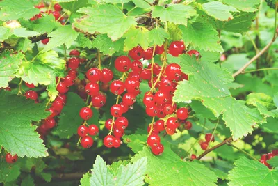 Бесплатное фото: Wild Currant - Berry, Currant, Fruit - Скачать бесплатно - Jooinn картинки