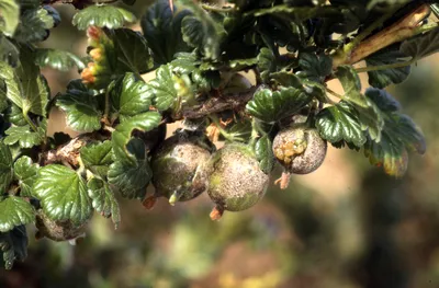 Крыжовник и смородина (Ribes spp.) - Мучнистая роса | Справочники по борьбе с вредителями Тихоокеанского Северо-Запада картинки