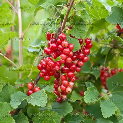 Смородина красная (Ribes rubrum 'Rotet') - 517375 - Изображения растений и садов - botanikfoto картинки