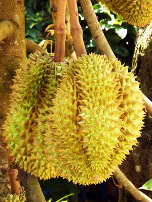 Бесплатное фото: Durian Fruit Tree - Durian, Farm, Fresh - Скачать бесплатно - Jooinn картинки