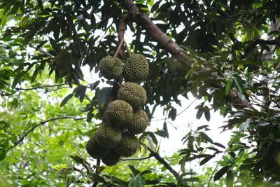 Бесплатное фото: Durian Fruit Tree - Durian, Farm, Fresh - Скачать бесплатно - Jooinn картинки