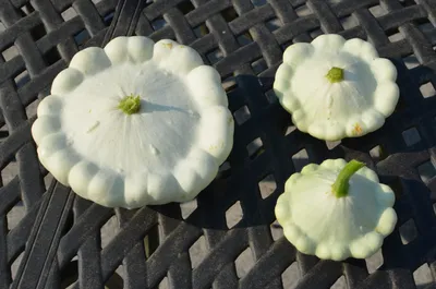 Файл:Cucurbita pepo Pattypan squash.jpg — Викисклад картинки