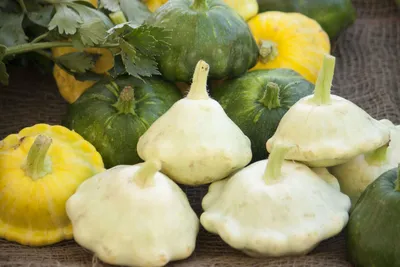 10 рецептов тыквы Pattypan, которые нужно приготовить на ужин картинки